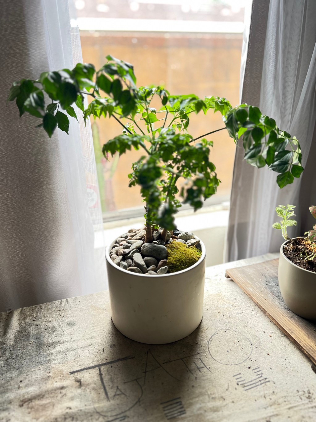 The China Doll&nbsp;Plant