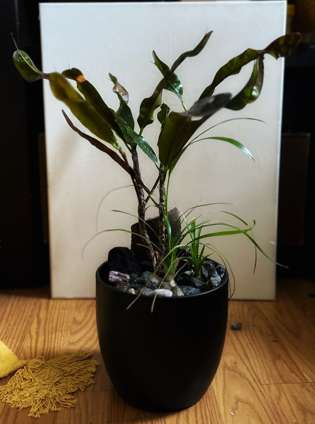 Our first Croton combo, surely to be one of&nbsp;many.