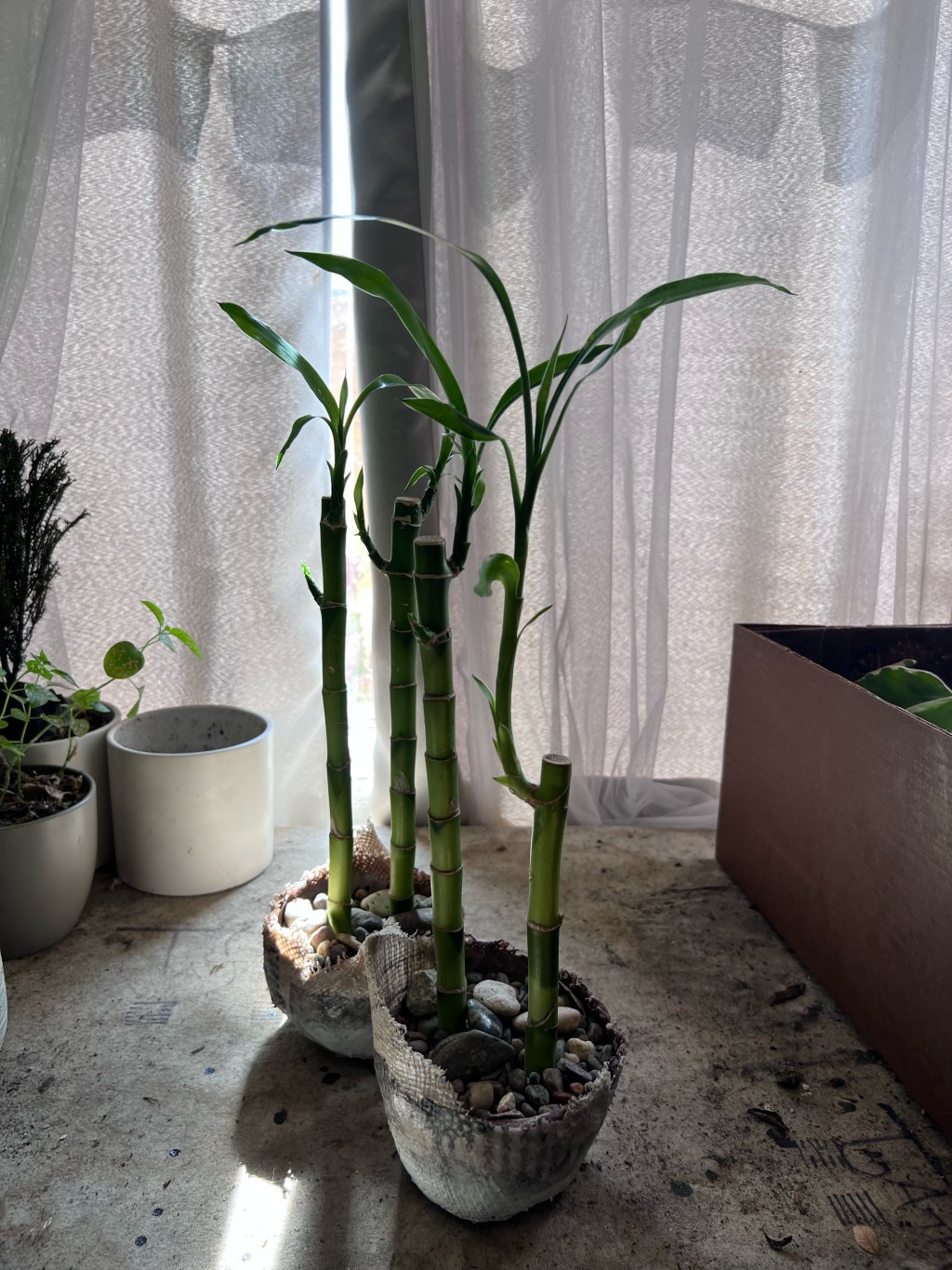 Lucky Bamboo in Home Made&nbsp;Pots